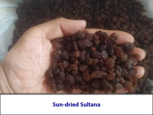 Sun-dried Sultana in hand