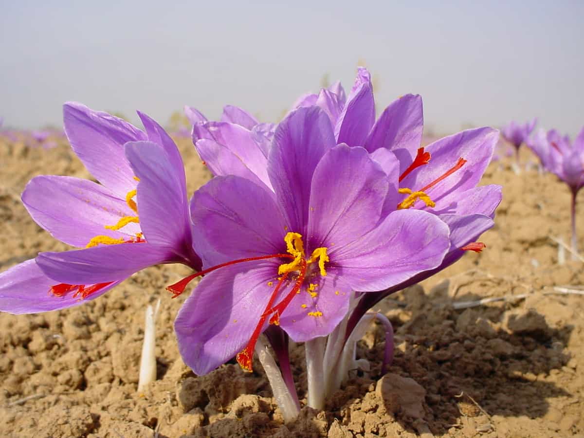 Iranian Saffron