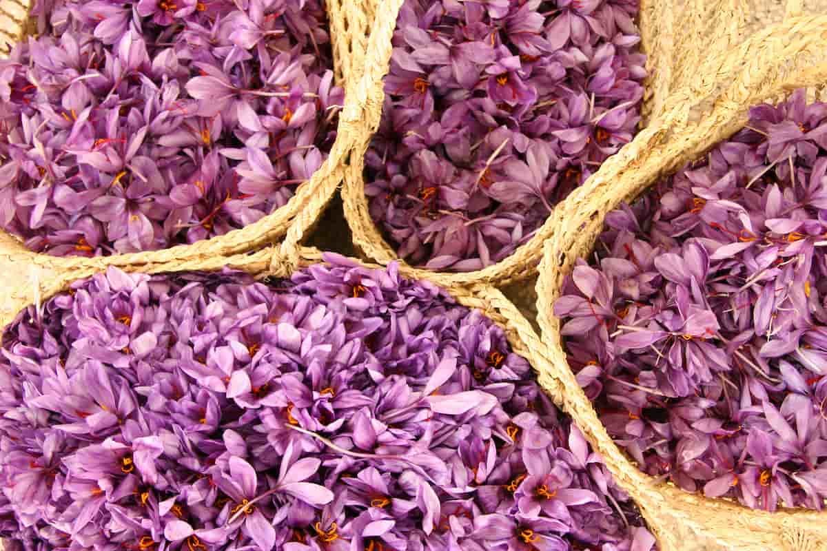 Iranian Saffron Flowers