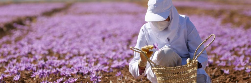 A woman harvesting saffron