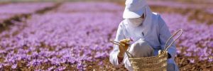 A woman harvesting saffron