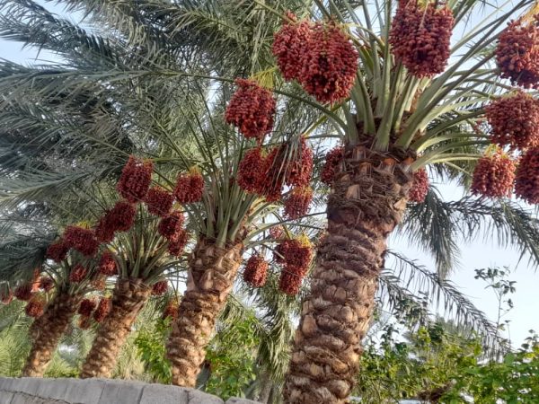 Mazafati Bam Dates