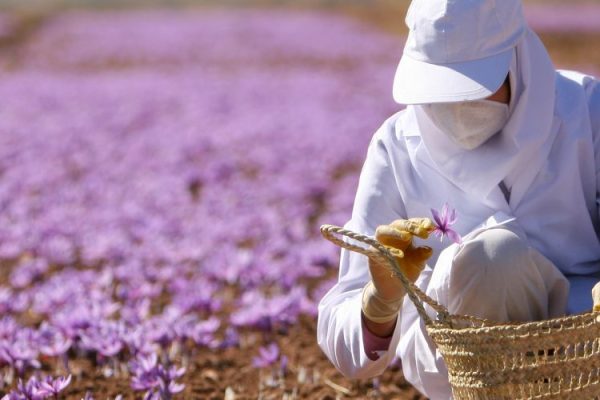 A woman harvesting saffron